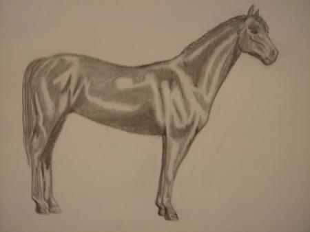 Cheval - Nordlandshest