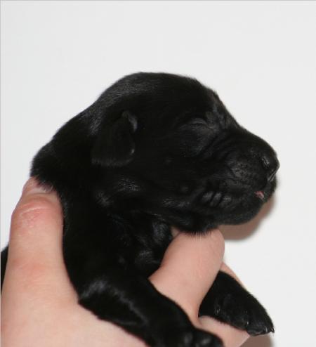 Puppy