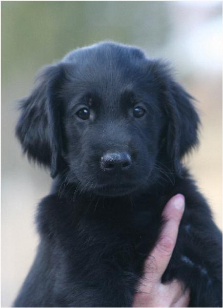 Here is Otto